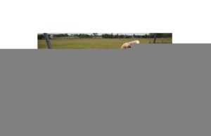 Brisbane’s grass pollen season the worst on record, says QUT professor