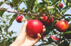 15 Superfoods That Can Make You Fat